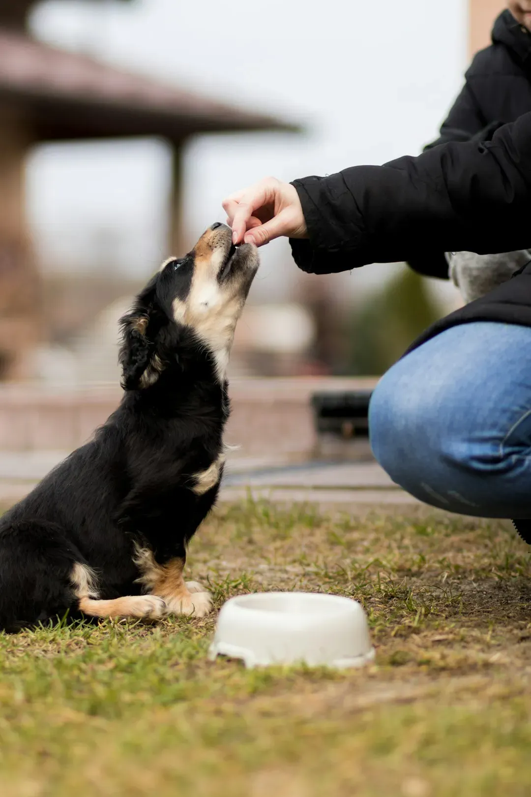 Filling the Food Bowl Twice a Day (Image Credits: Unsplash)