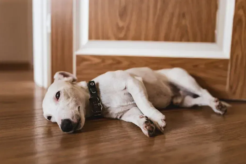10. Sudden collapse, weakness, or fainting (Image Credits: Pexels)