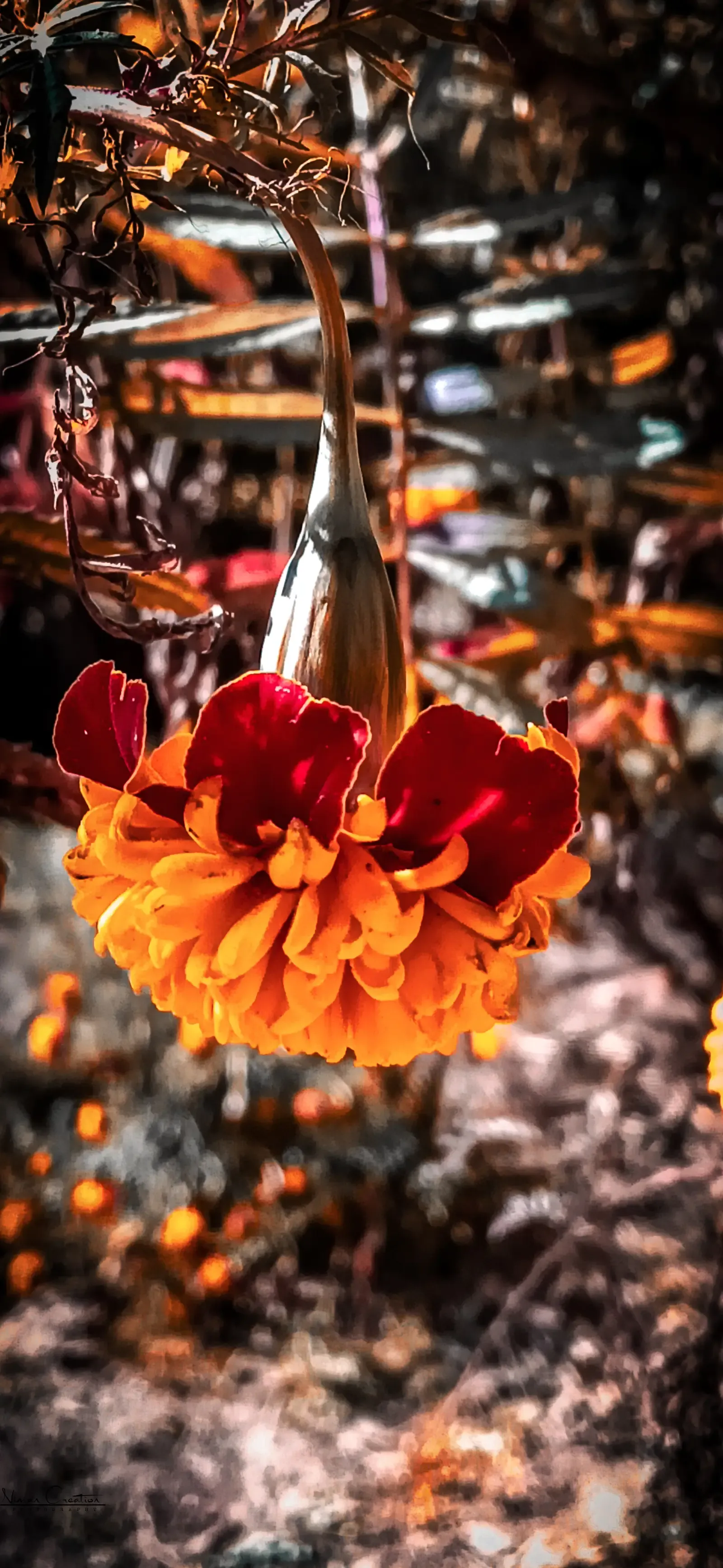 2. Marigolds (By Niman Lakra, CC BY-SA 4.0)