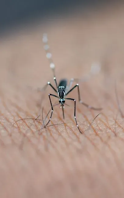 Dengue Fever in Los Angeles: A New and Unsettling Reality (Image Credits: Pexels)