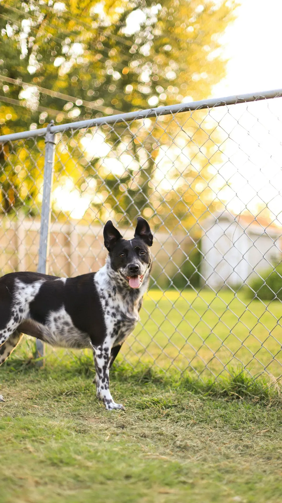 4. A yard with a fence instead of a leash-only routine (Image Credits: Unsplash)