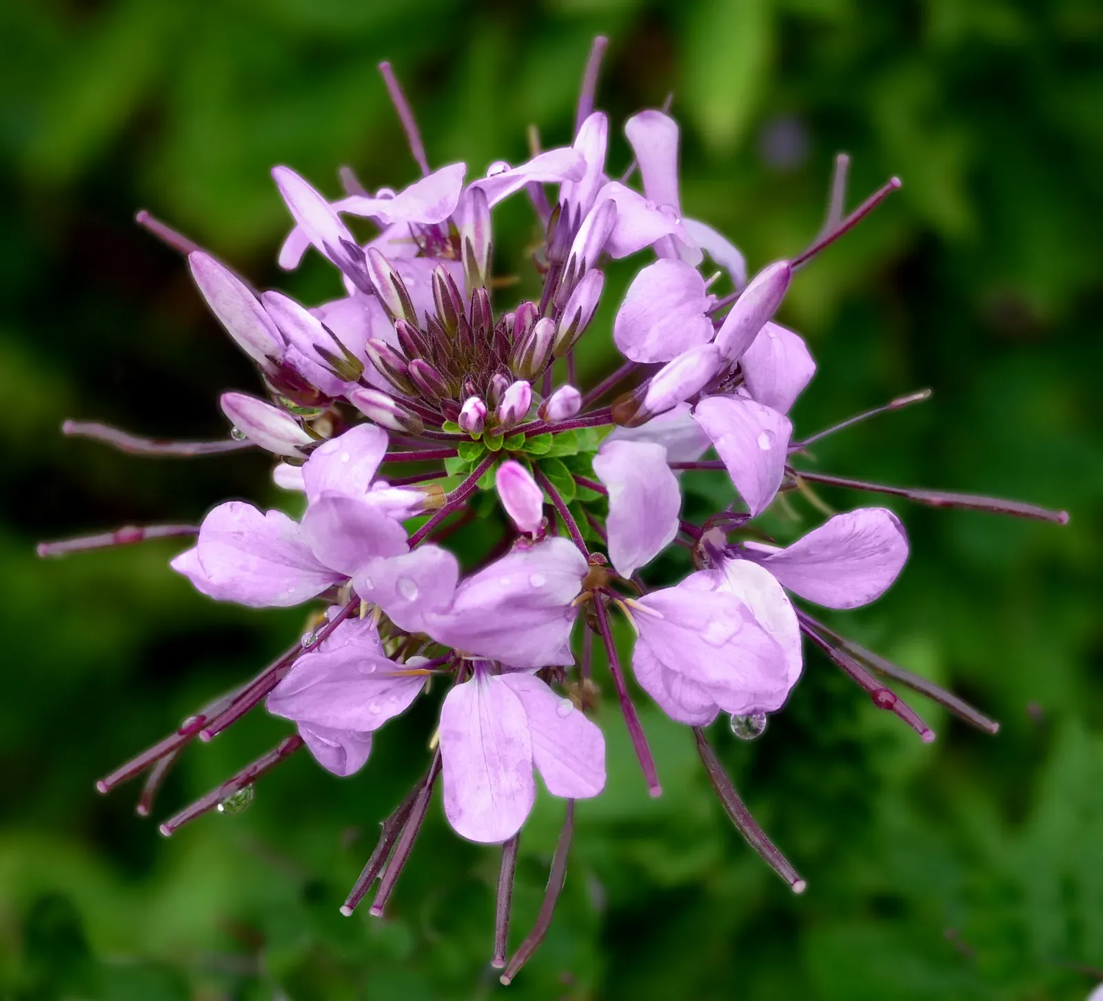 9. Cleome (By Jim Evans, CC BY-SA 4.0)