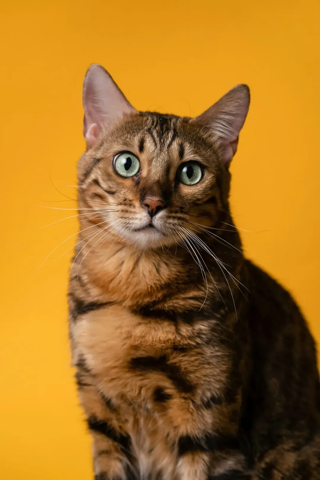 4. The Bengal: Wild-Looking Doesn't Mean Wild-Natured (Image Credits: Unsplash)