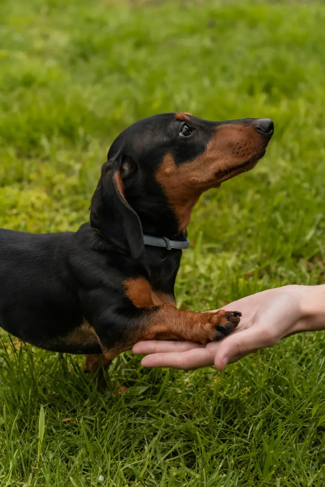 9. Dachshund (Image Credits: Unsplash)
