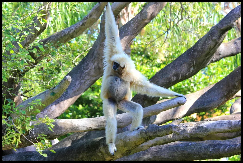 7. Deploying Flying Monkeys (cuatrok77, Flickr, CC BY-SA 2.0)