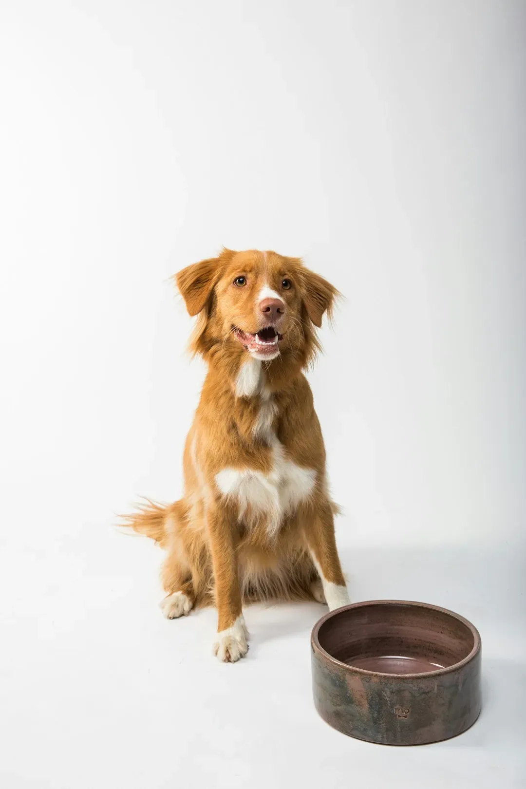 1. Waiting patiently before eating (Image Credits: Unsplash)