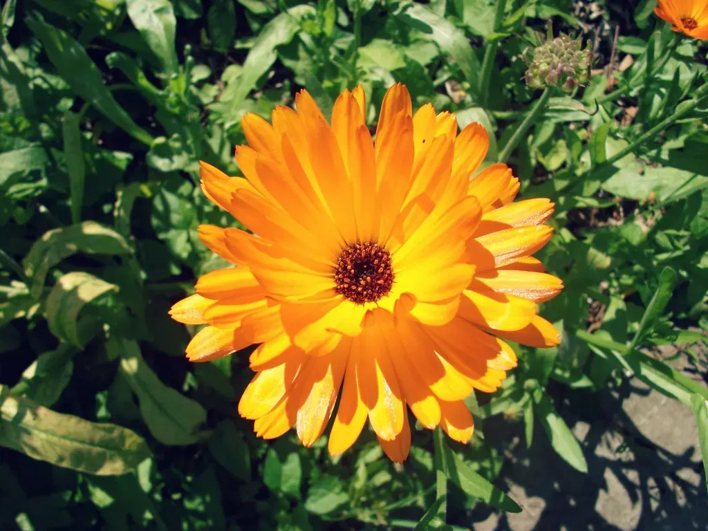 2. Calendula (my little red suitcase, Flickr, CC BY 2.0)