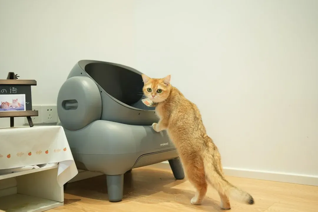 Changing the Newspaper or Litter Box (Image Credits: Unsplash)