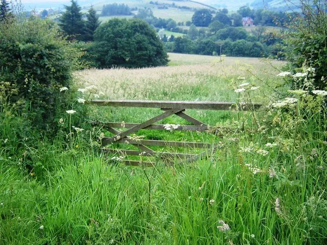 1. Overgrown Trees and Shrubs Pressing Against the House (From geograph.org.uk, CC BY-SA 2.0)