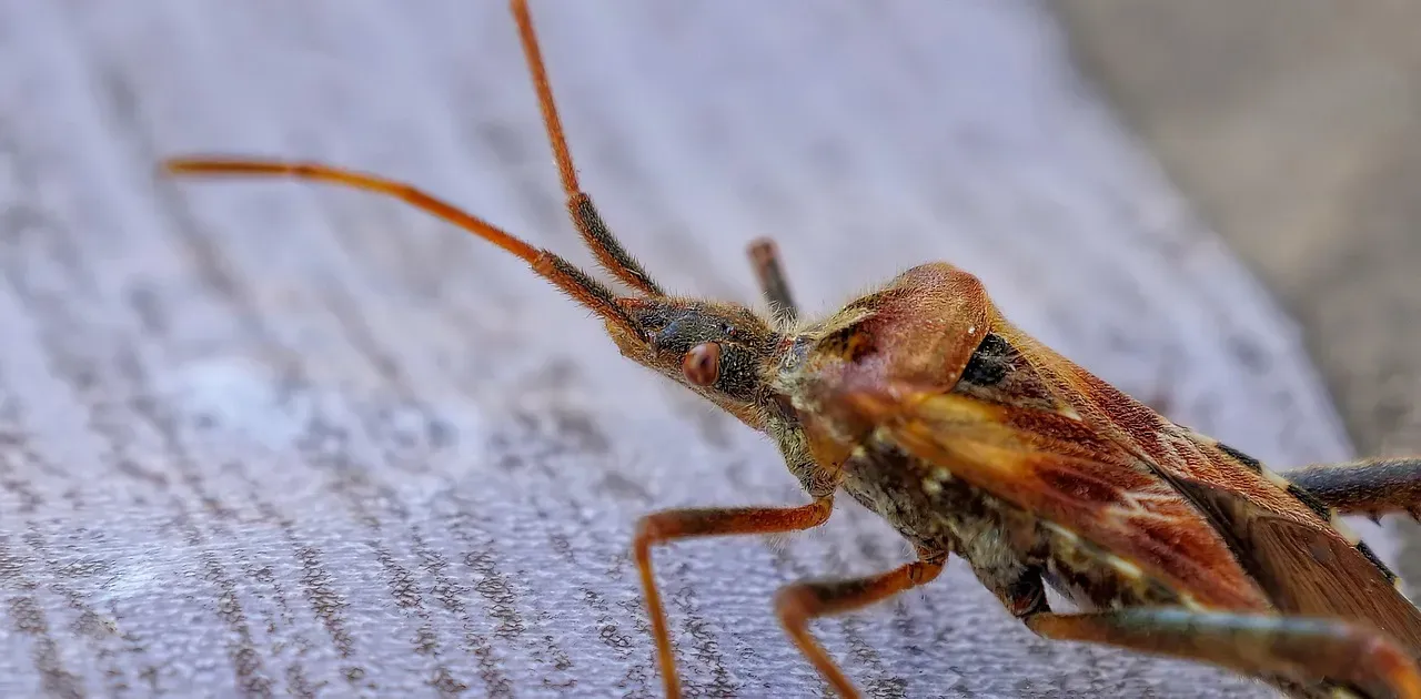 5. Signs of Bed Bugs Along the Mattress Seams (Image Credits: Pixabay)