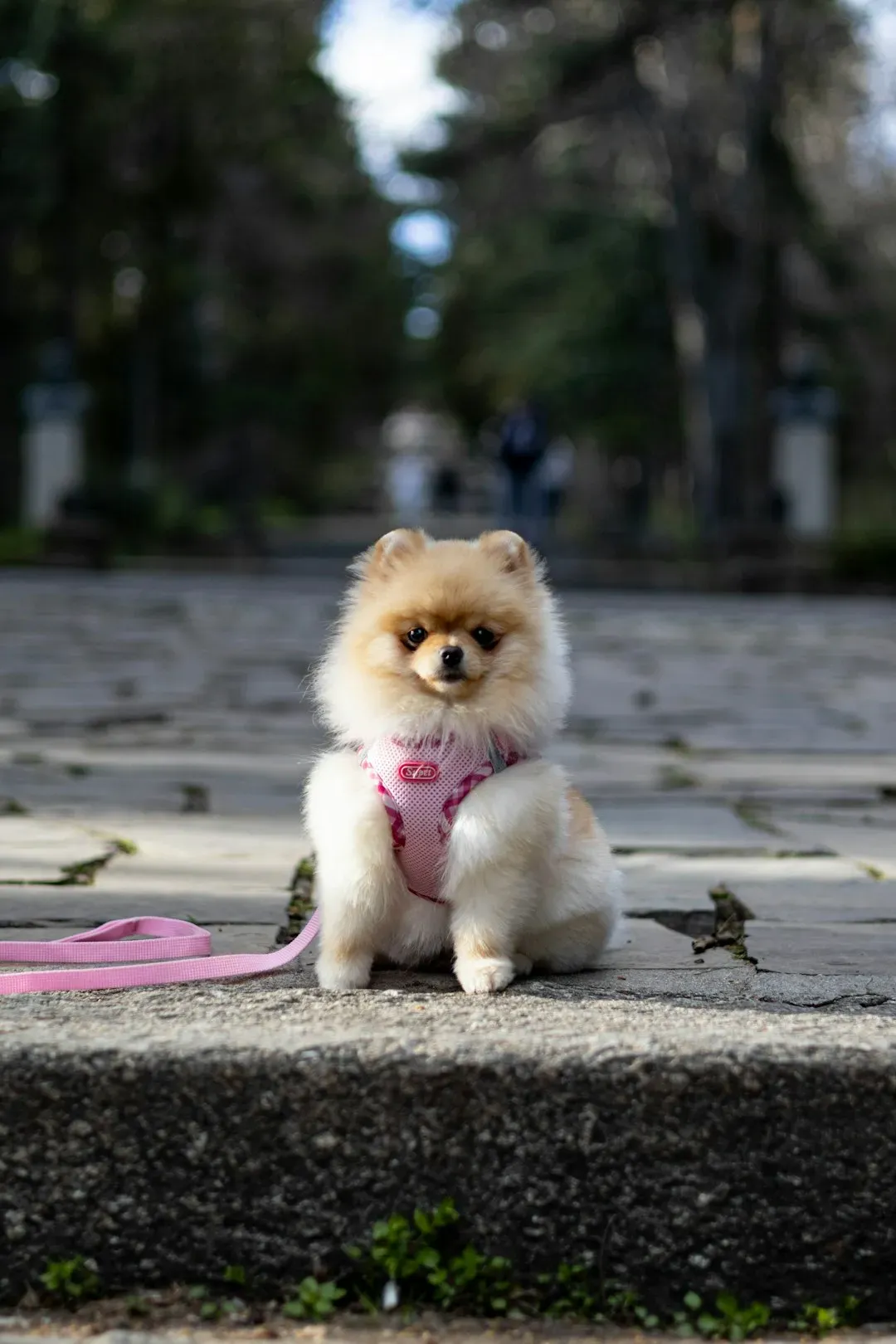 Yanking Back When the Puppy Pulls (Image Credits: Unsplash)