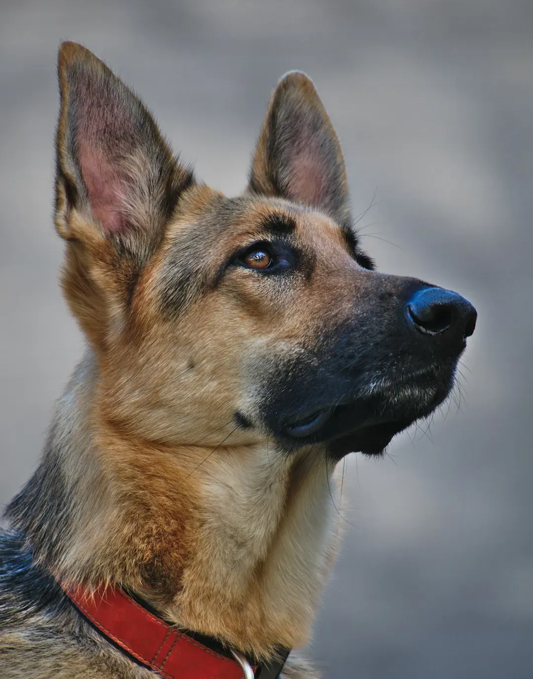 When a Head Tilt Signals a Medical Problem (Image Credits: Unsplash)