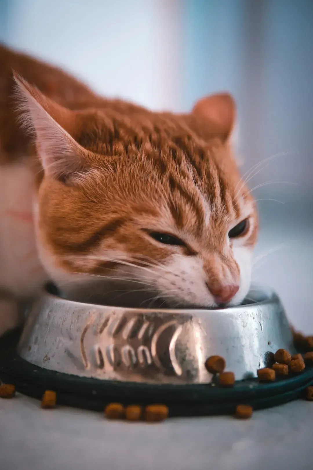 8. Changes in appetite, either direction (Image Credits: Unsplash)