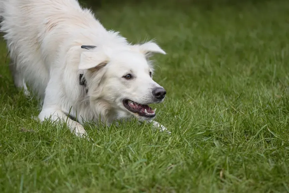 5. They Initiate the Play Bow (Image Credits: Pexels)