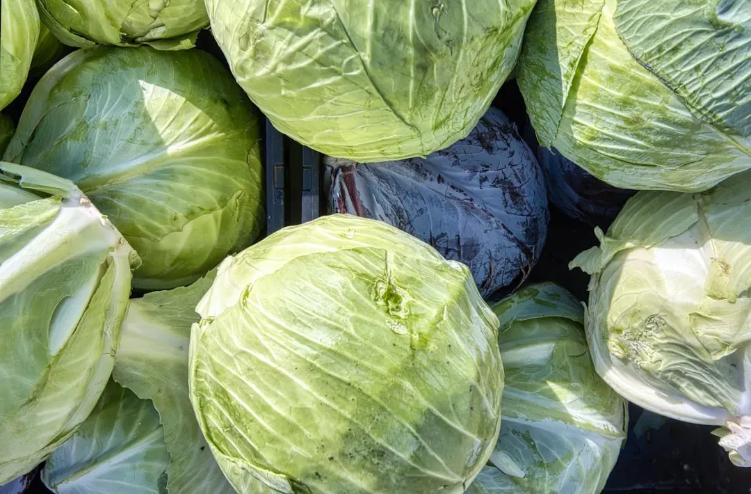 13. Cabbage (Image Credits: Unsplash)