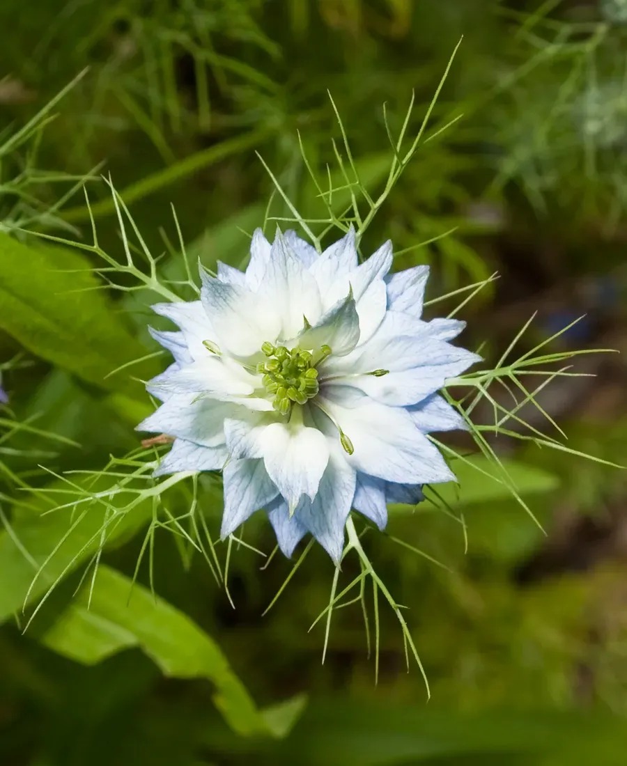3. Love-in-a-Mist (Nigella) (By Kaldari, Public domain)