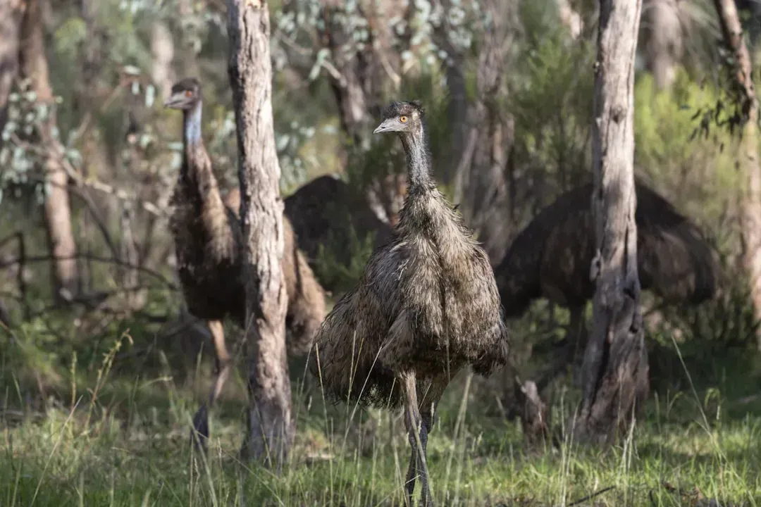 2. Australia Declared War on Birds - and Lost (Image Credits: Unsplash)