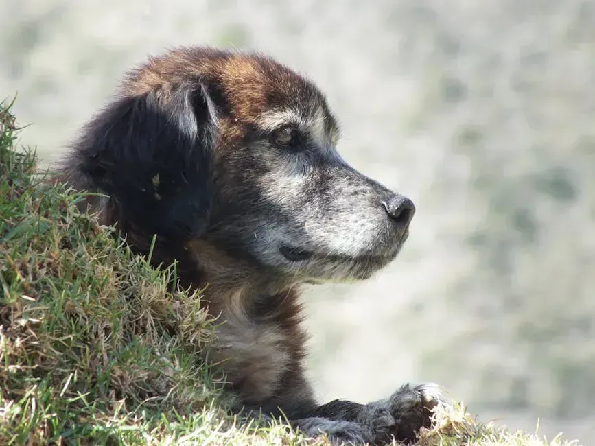9. Your Dog Doesn't Need a Perfect Day to Have a Good Goodbye (Image Credits: Pexels)