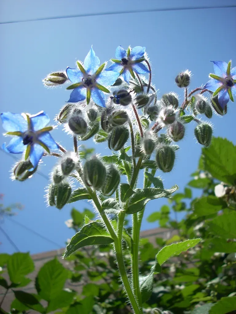3. Borage (By Jengod, CC BY-SA 4.0)