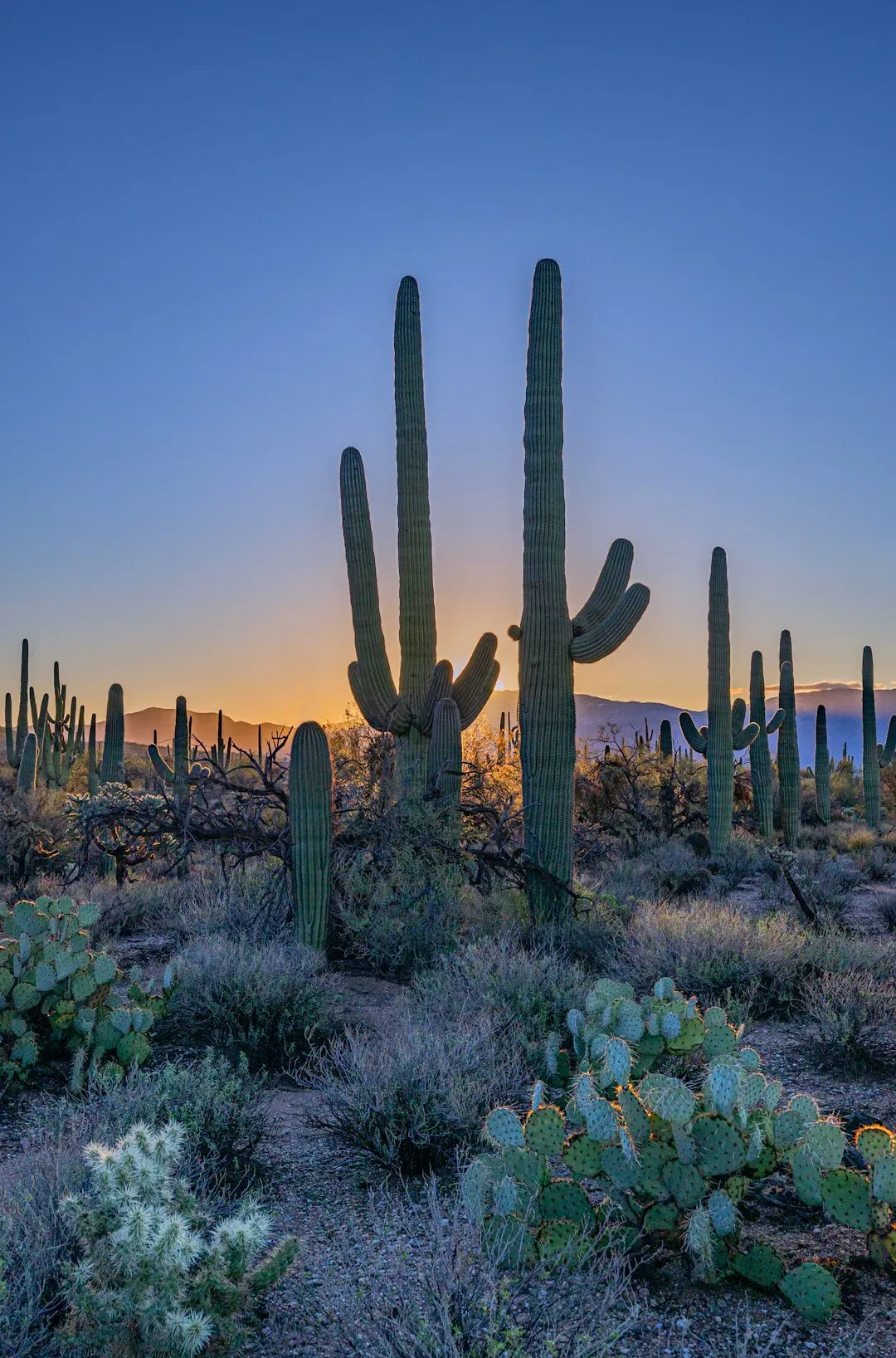 Tucson, Arizona (Image Credits: Unsplash)