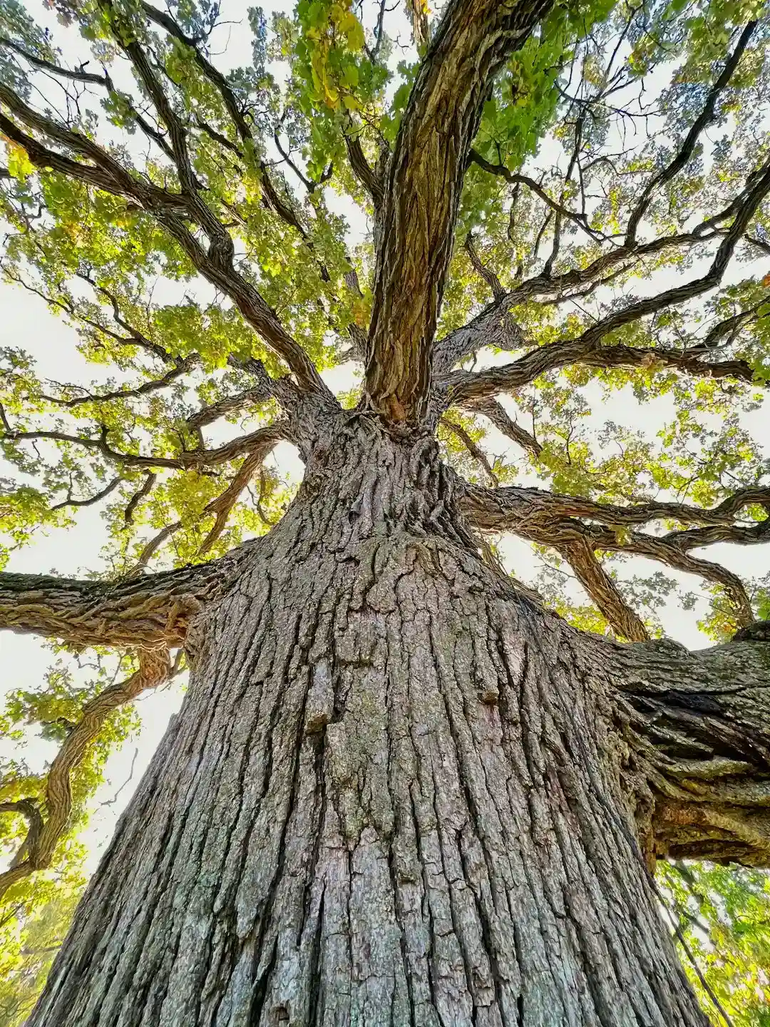 Live Oak: The Heavily Guarded Neighborhood Icon (Image Credits: Unsplash)