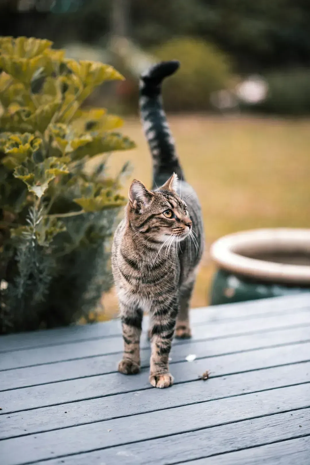Walking Around With the Tail Held High (Image Credits: Unsplash)