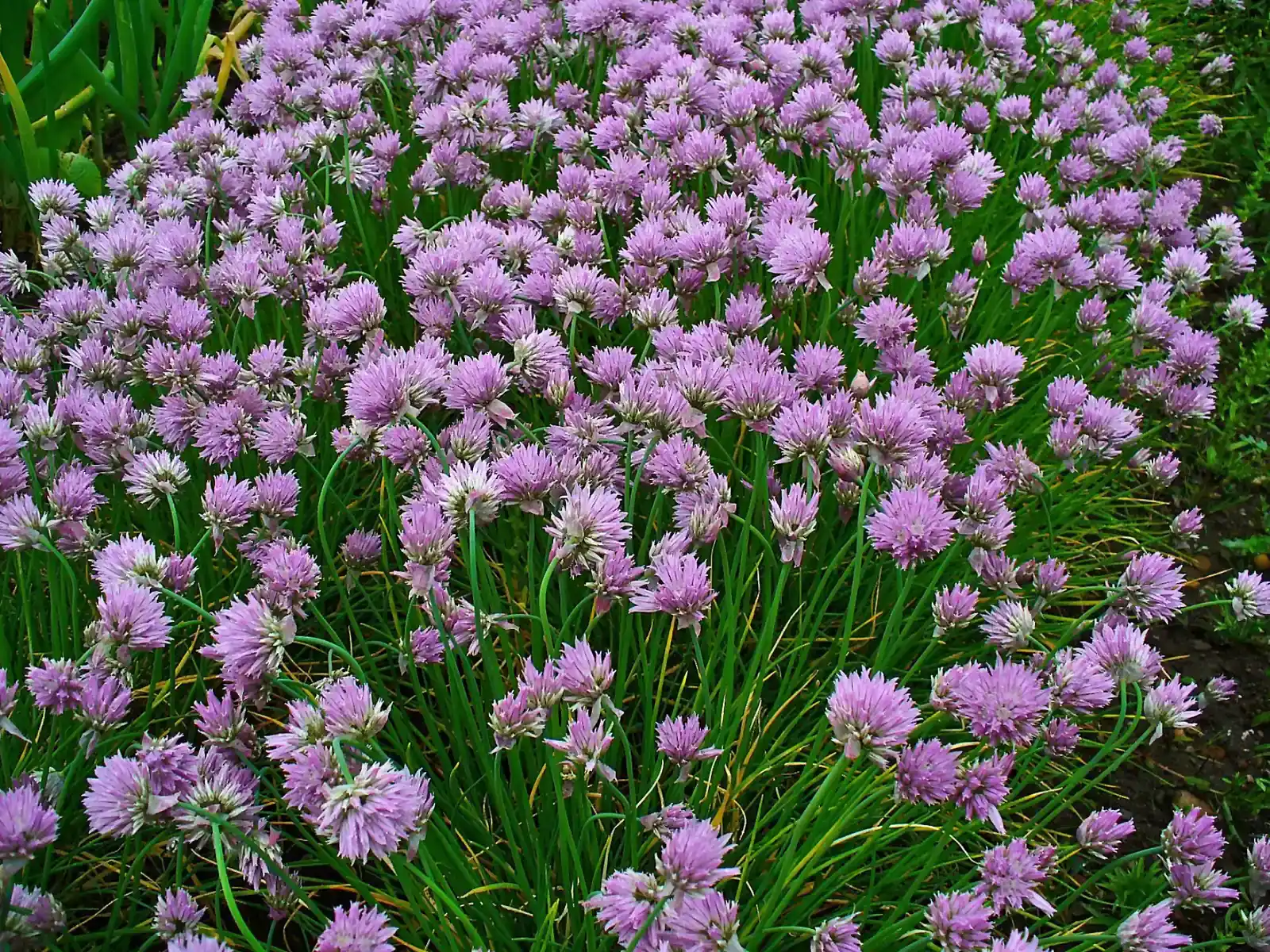 6. Chives (By H. Zell, CC BY-SA 3.0)