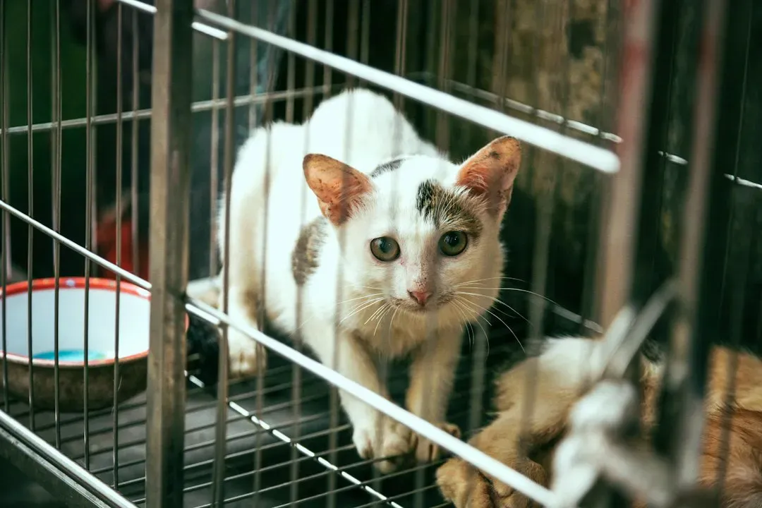 Cleaning Cages, Tanks, and Hutches (Image Credits: Unsplash)