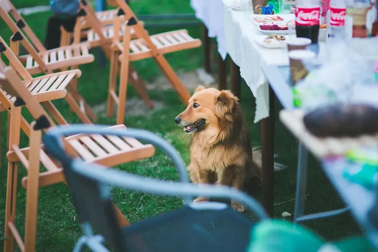 5. Table scraps as an unofficial part of the diet (Image Credits: Pixabay)