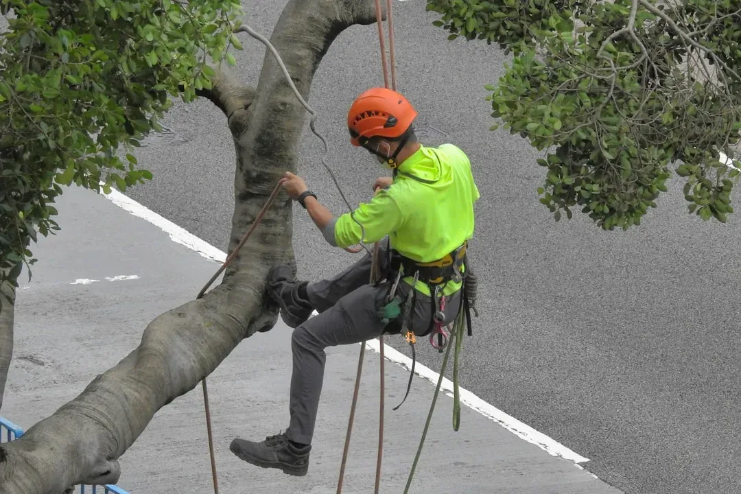 What Happens If You Remove a Protected Tree Without a Permit (Image Credits: Unsplash)
