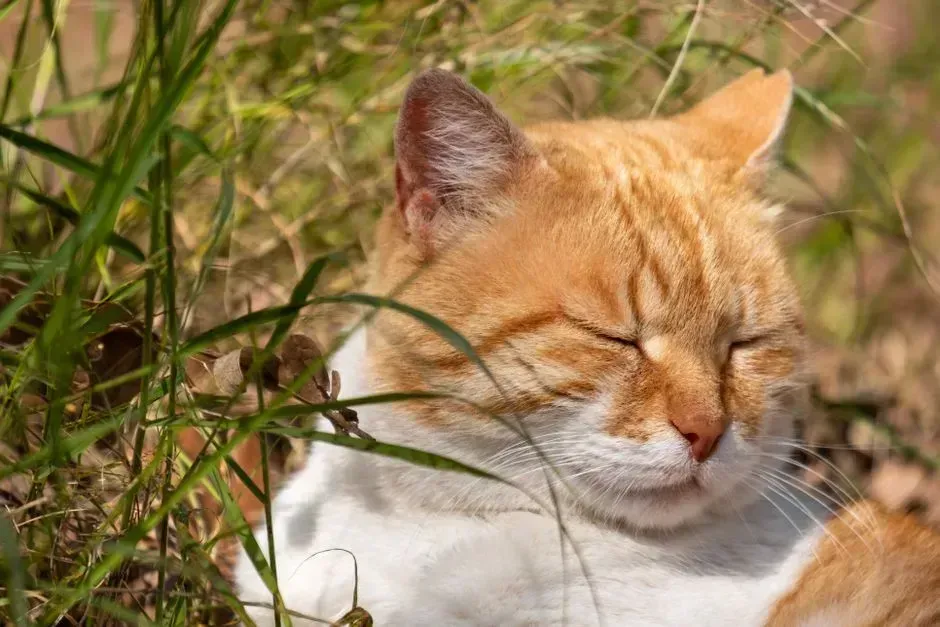 1. Slow blinking at you (Image Credits: Pexels)