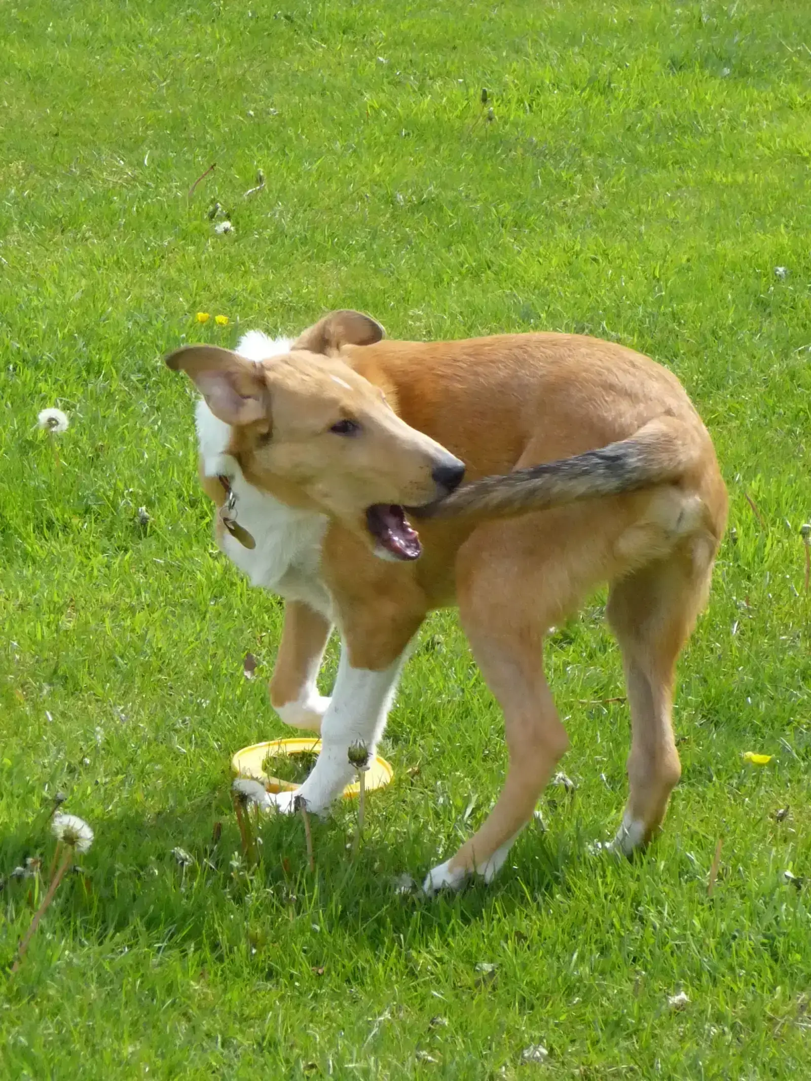 8. Compulsive, Repetitive Behaviours (Image Credits: By Lil Shepherd, CC BY 2.0)
