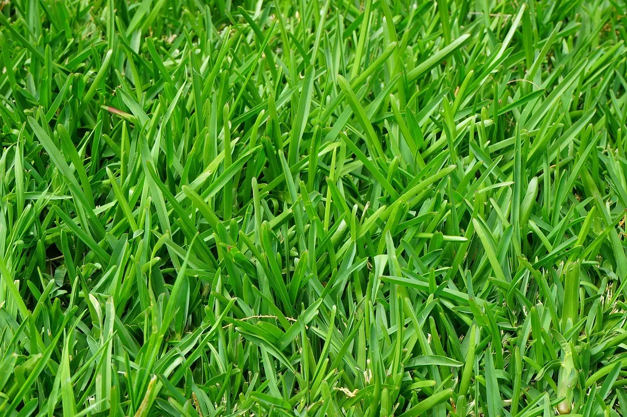 2. A Patchy, Weed-Choked Lawn (Image Credits: Pixabay)