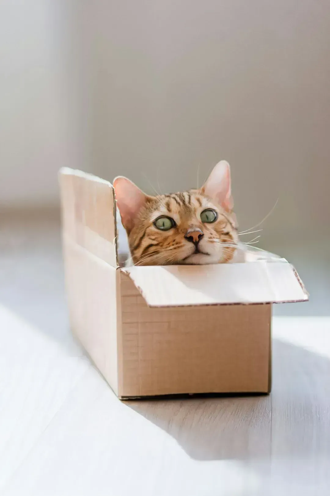 6. Sitting in boxes or small spaces (Image Credits: Unsplash)