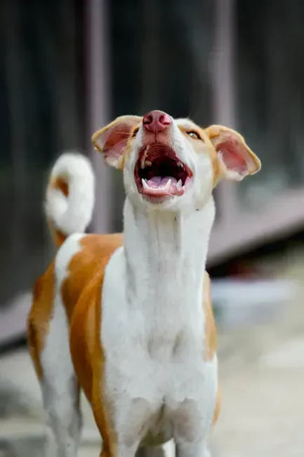 2. Excessive Barking or Howling (Image Credits: Pexels)