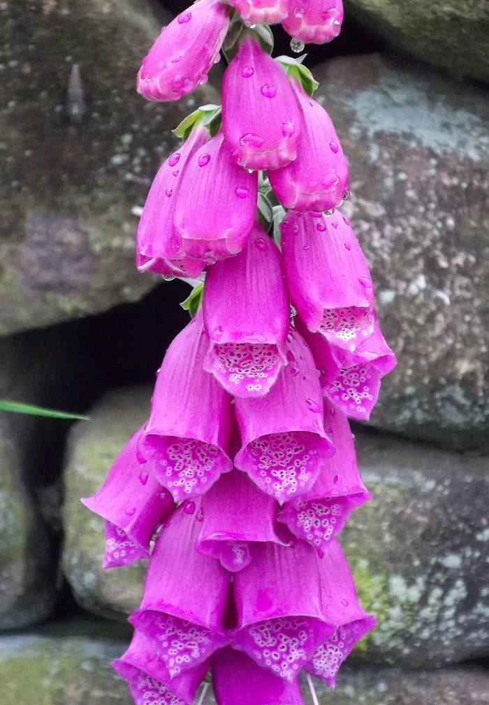 6. Foxglove (Shamraze/Nuhaize, Flickr, CC BY 2.0)