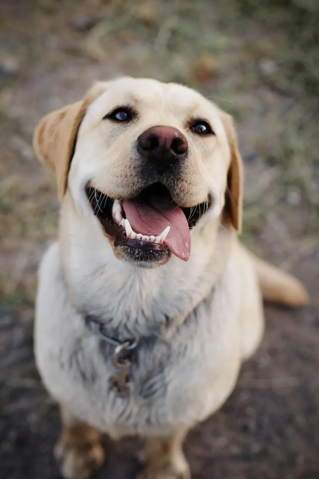 1. Their Whole Body Wags, Not Just the Tail (Image Credits: Unsplash)