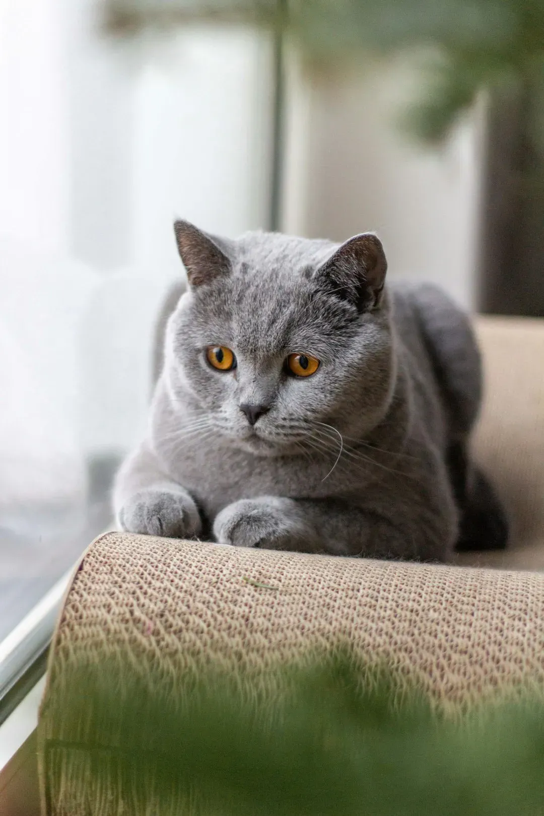 5. The British Shorthair: Standoffish Teddy Bear, or Just Very British? (Image Credits: Unsplash)