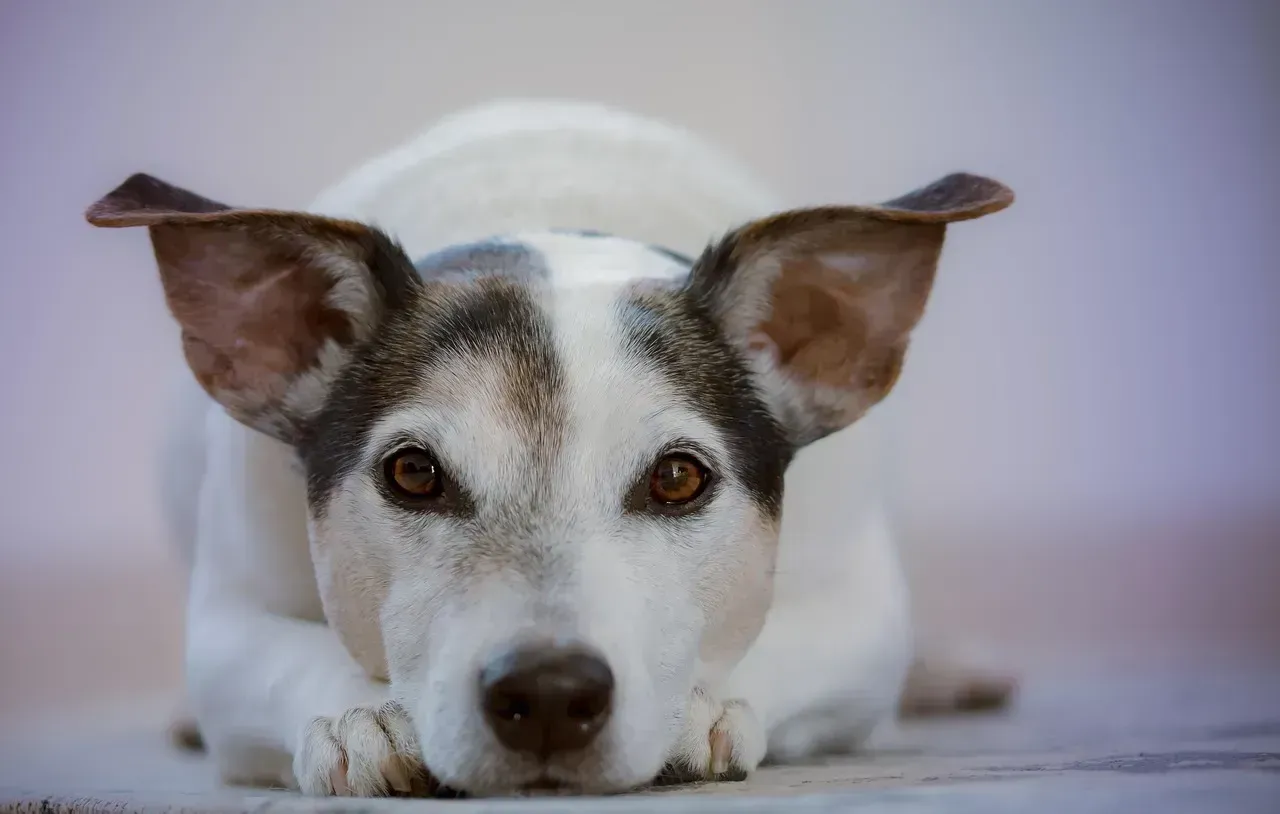 3. Their ears sit in a natural, relaxed position (Image Credits: Pixabay)