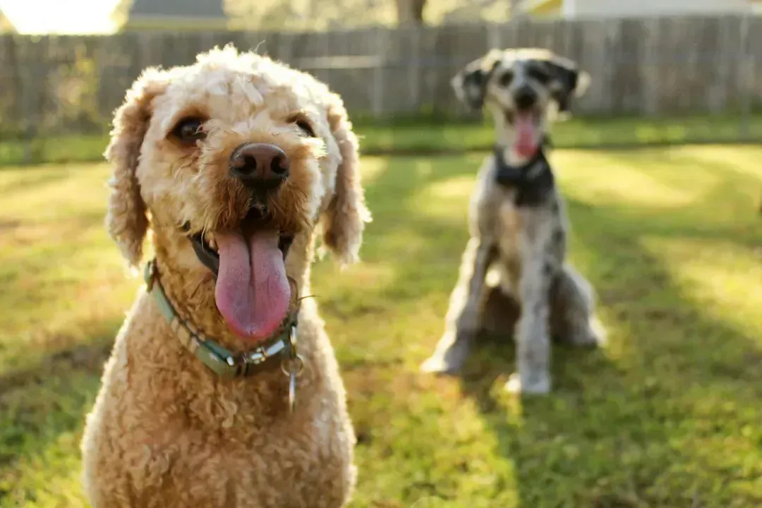 3. Letting the dog out into the backyard, unsupervised (Image Credits: Unsplash)