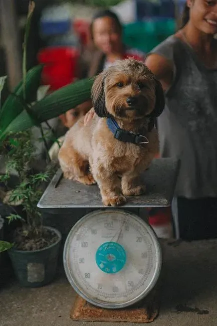 1. Weight gain or loss since the last visit (Image Credits: Pexels)