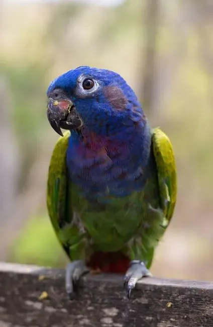 Pionus Parrot (Image Credits: Pexels)