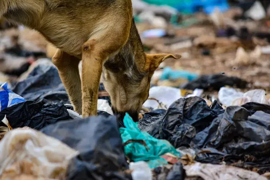 Getting Into the Trash or Stealing Items (Image Credits: Pexels)
