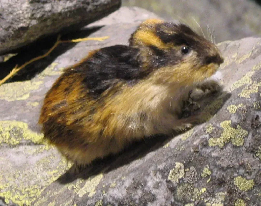Lemmings Jump Off Cliffs in Mass Suicides (Image Credits: By Argus fin, Public domain)