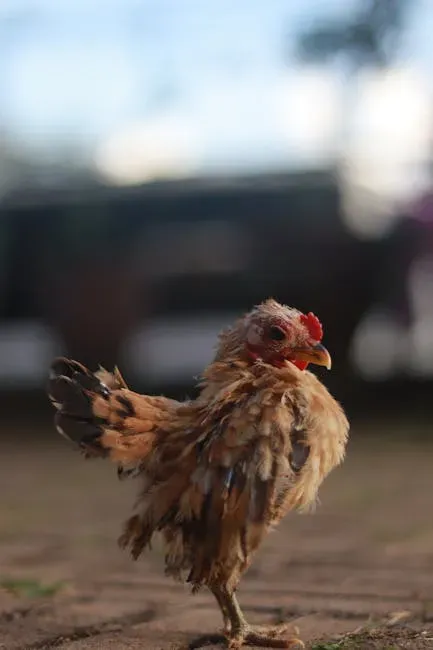 12. A Headless Chicken Named Mike Lived for 18 Months (Image Credits: Pexels)