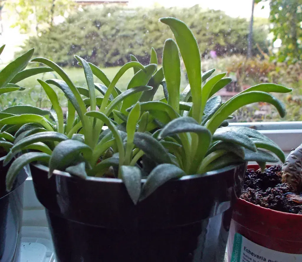 1. Overwatering During the Heat (AndreyZharkikh, Flickr, CC BY 2.0)