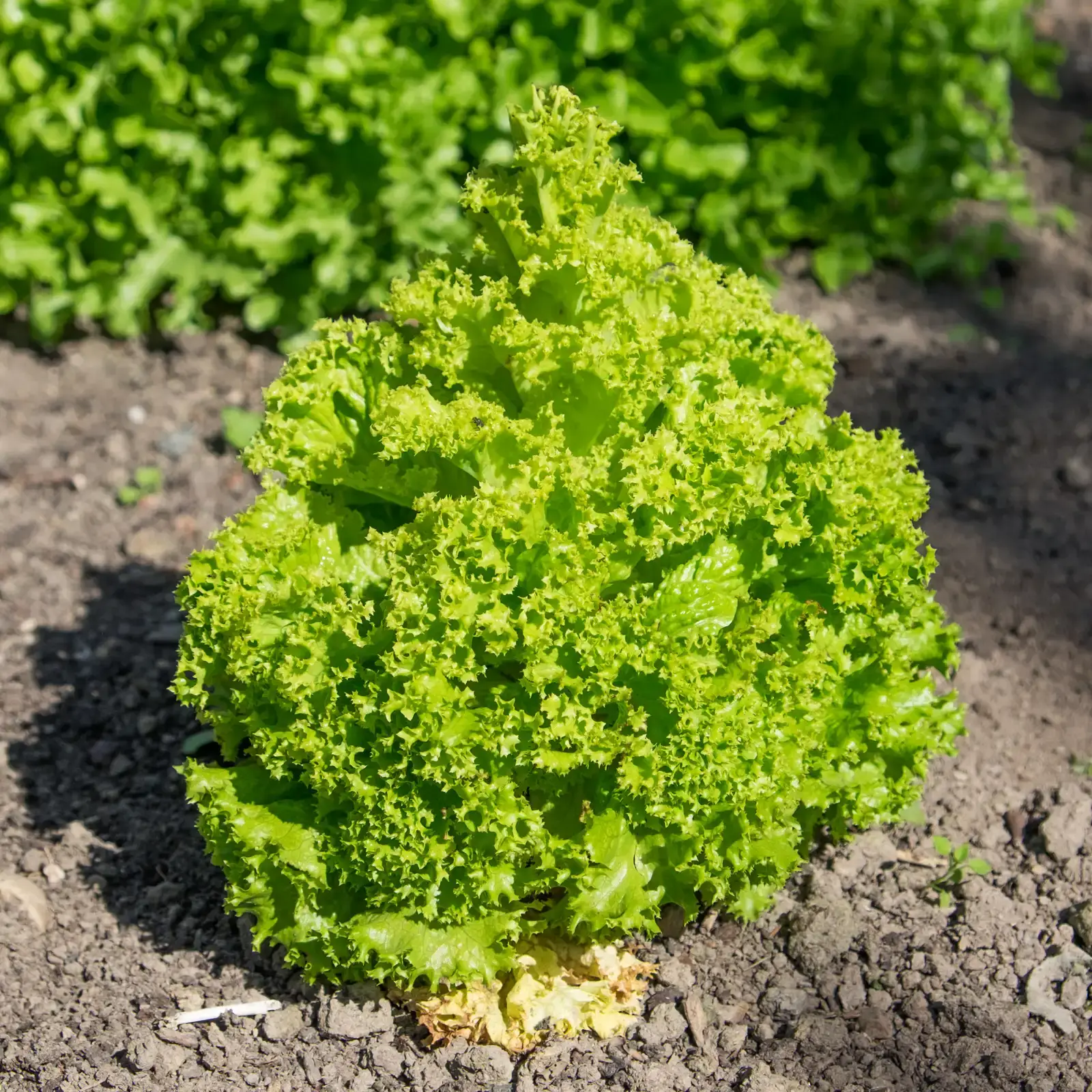11. Lettuce (By DeFacto, CC BY-SA 4.0)