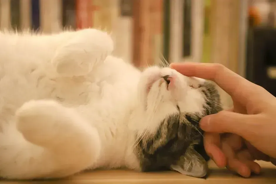 1. Purring - Not Always a Sign of Happiness (Image Credits: Pexels)