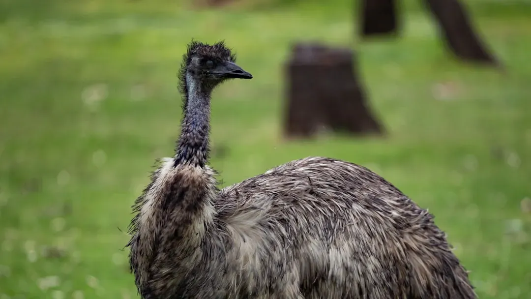 5. Australia Fought a War Against Emus - and Lost (Image Credits: Unsplash)