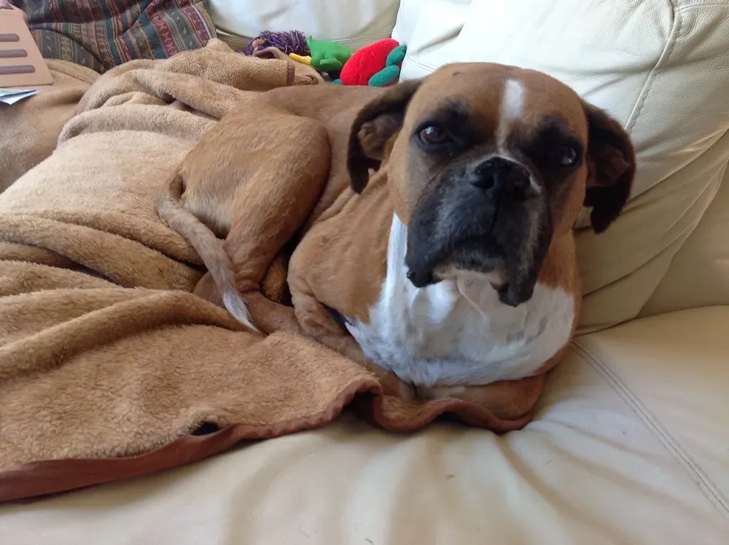 7. Boxer (Andrew Bone (Weymouth), Flickr, CC BY 2.0)